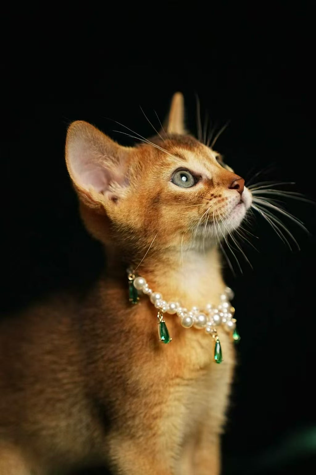 Kucing Maine Coon 8