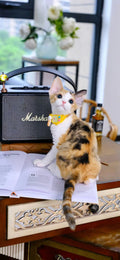 Kucing Maine Coon 8