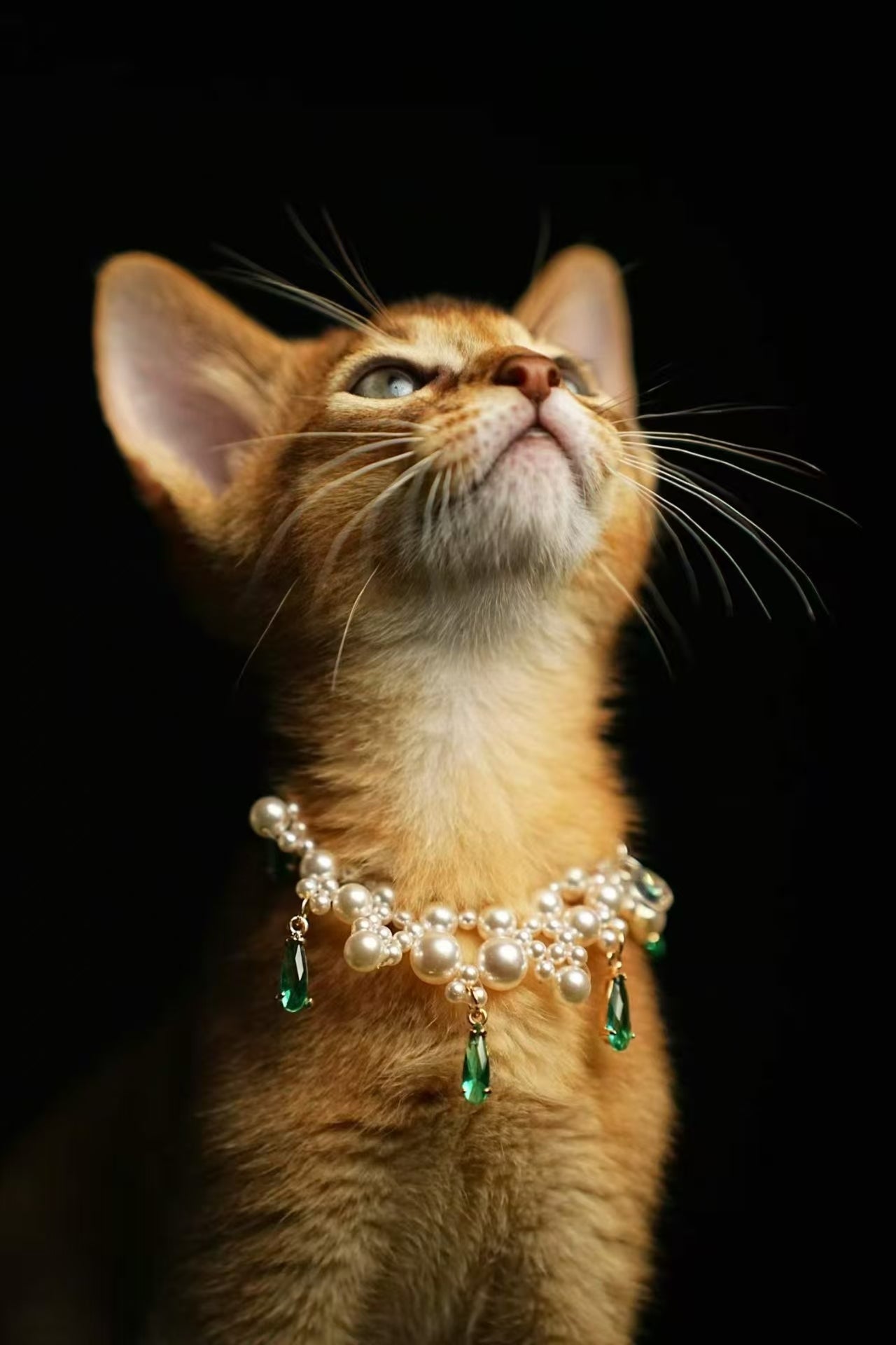 Kucing Maine Coon 8