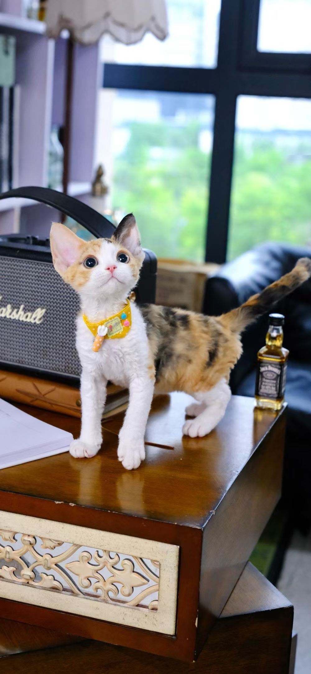 Kucing Maine Coon 8