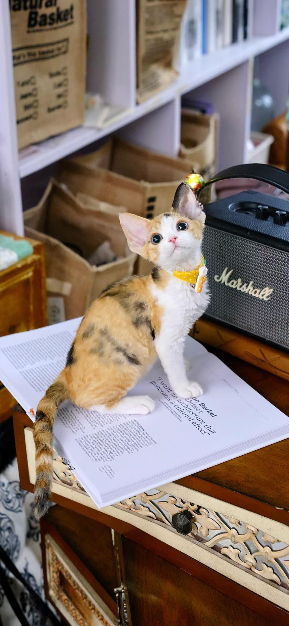 Kucing Maine Coon 8