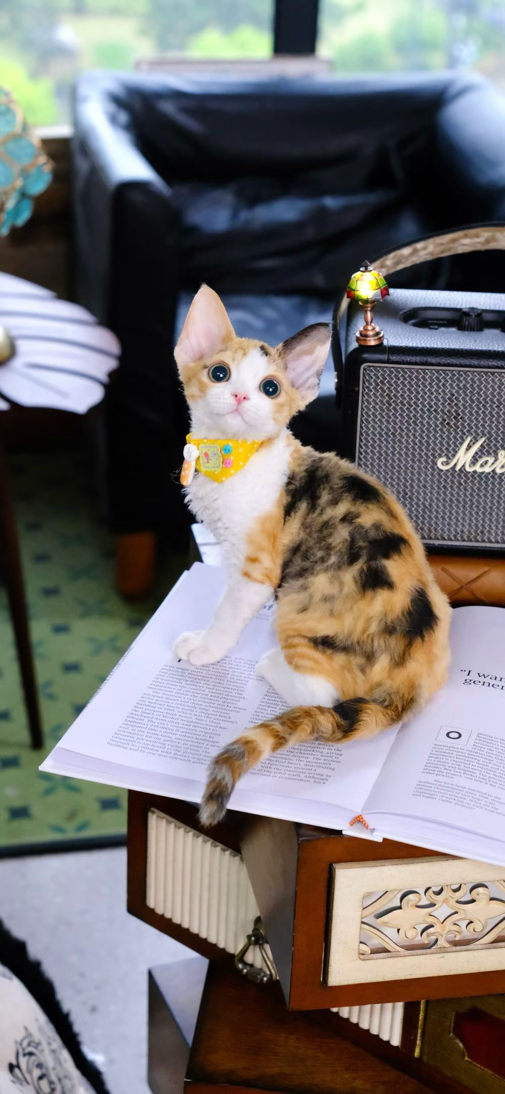 Kucing Maine Coon 8