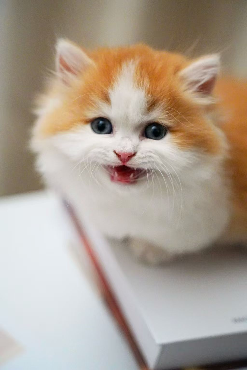 Kucing Maine Coon Jantan | Tabby Perak