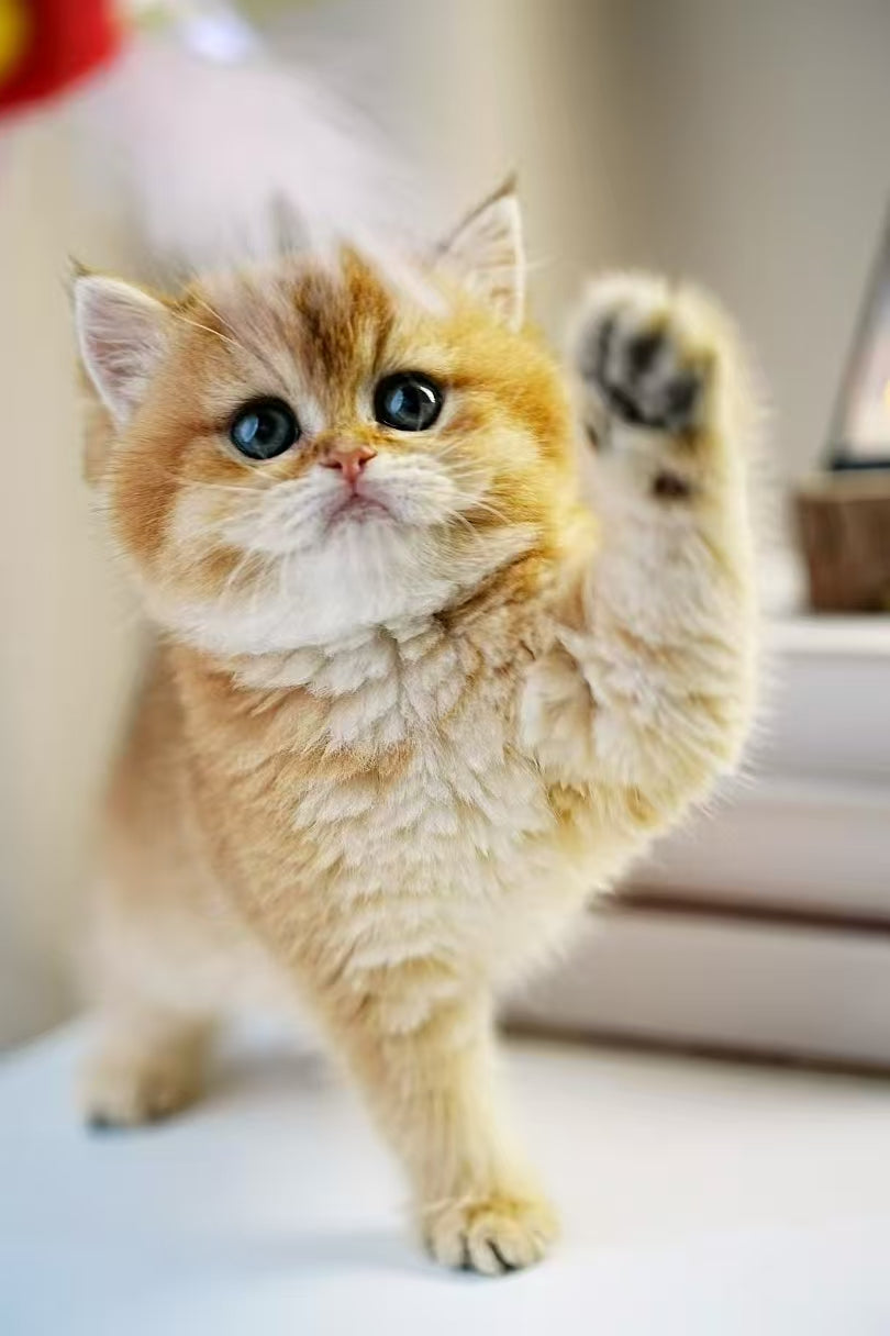 Kucing Maine Coon 10