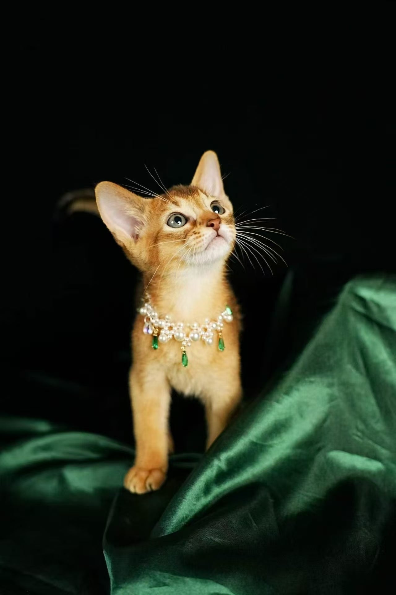 Kucing Maine Coon 8