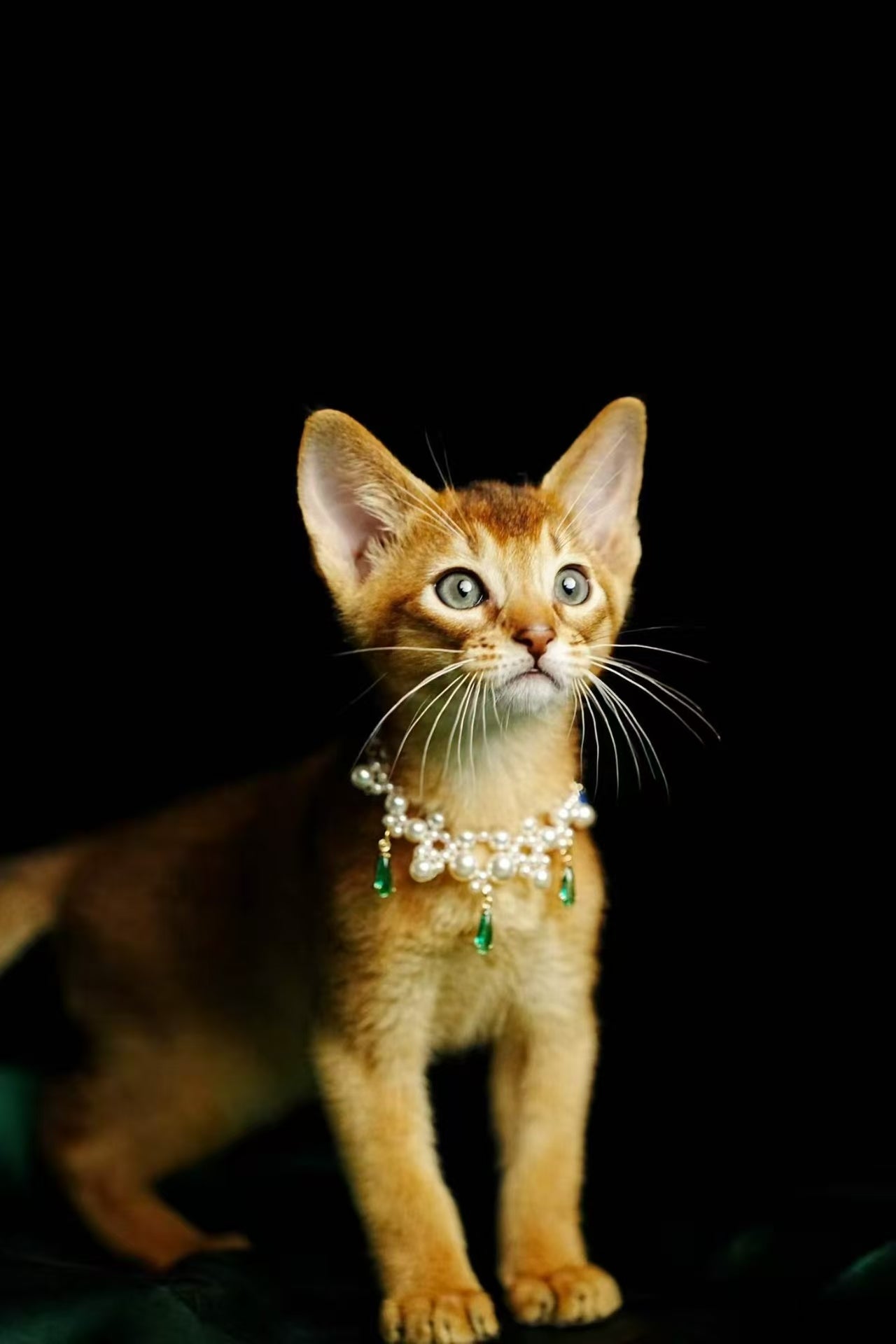 Kucing Maine Coon 8