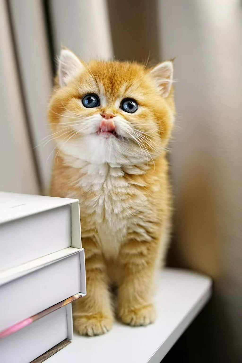 Maine Coon 10